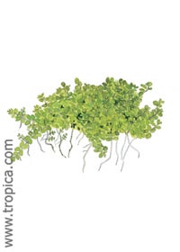 Hemianthus Callitrichoides Cuba Tropica 1 2 Grow The Green Machine Hemianthus Callitrichoides Cuba Tropical Aquarium Plants Online