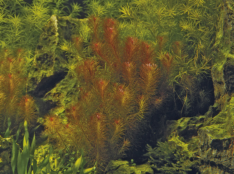 1-2-grow Rotala wallichii â
