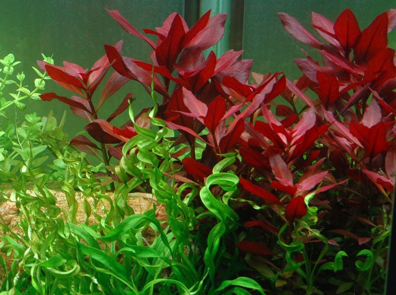 100 aquatic plants for