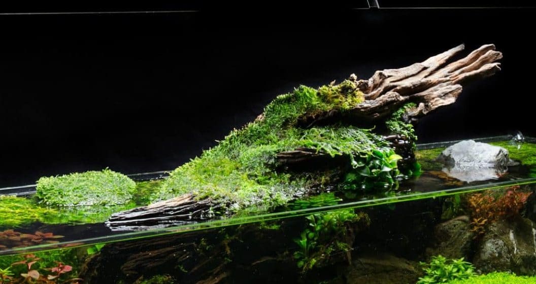 green machine aquarium